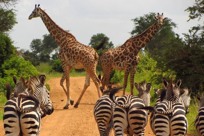 5 Days Selous Game Reserve & Mikumi Combo Safari